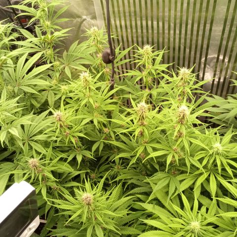 Royal Gorilla  growlog photo: una delle quattro ha tutte le infiorescenze violacee