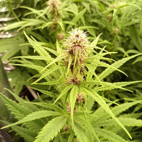 Royal Gorilla  growlog photo: una delle quattro ha tutte le infiorescenze violacee