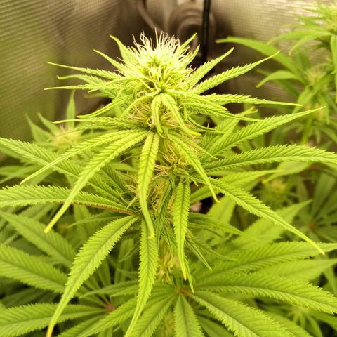 Royal Gorilla  growlog photo: una delle quattro ha tutte le infiorescenze violacee
