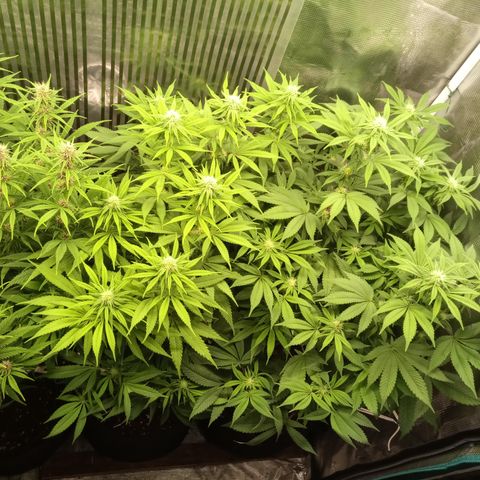 Royal Gorilla  growlog photo: 24° giorno di fioritura