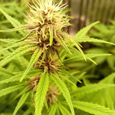 Royal Gorilla  growlog photo: 24° giorno di fioritura