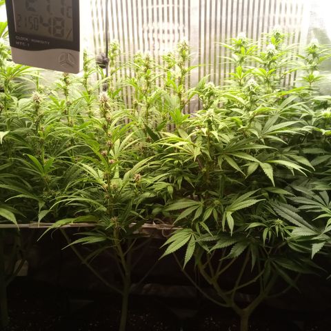 Royal Gorilla  growlog photo: 24° giorno di fioritura