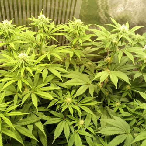 Royal Gorilla  growlog photo: 24° giorno di fioritura