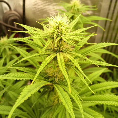 Royal Gorilla  growlog photo: 24° giorno di fioritura