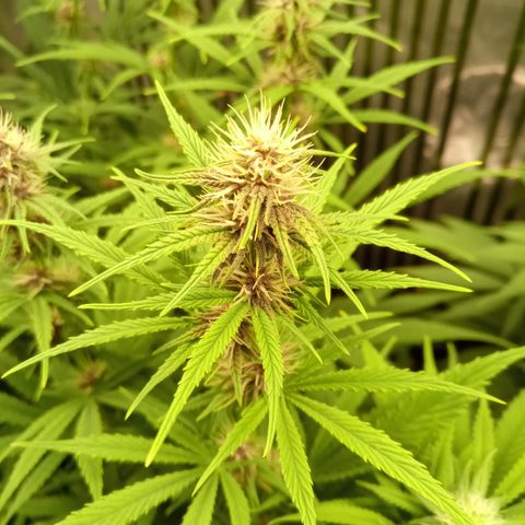 Royal Gorilla  growlog photo: 24° giorno di fioritura