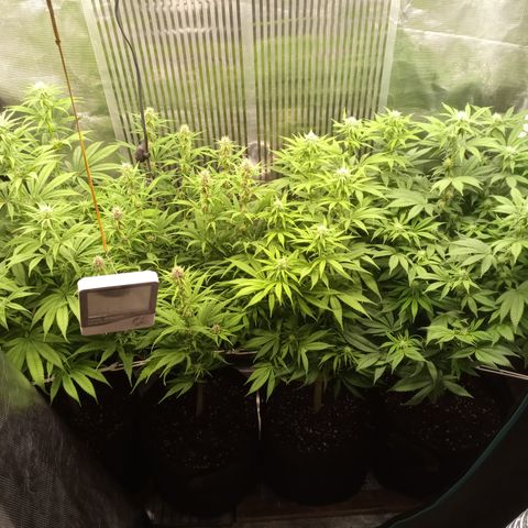 Royal Gorilla  growlog photo: 24° giorno di fioritura