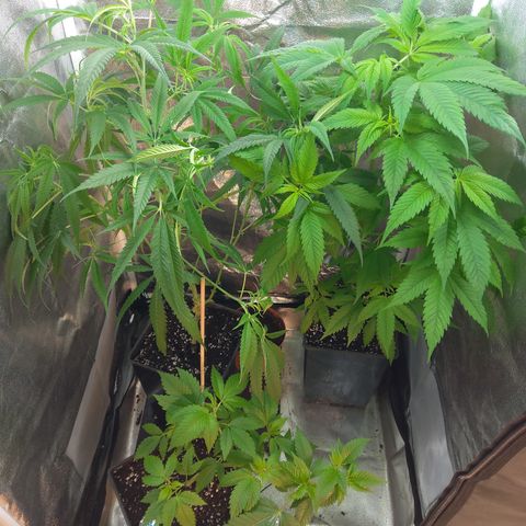 Durban growlog timeline photo