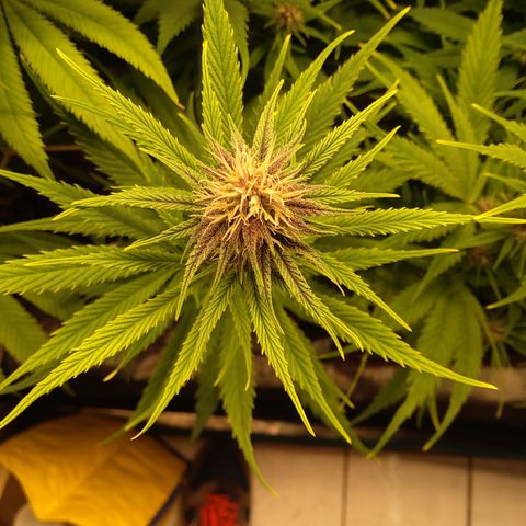 Royal Gorilla  growlog timeline photo