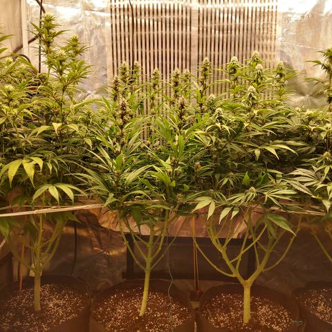 Royal Gorilla  growlog timeline photo