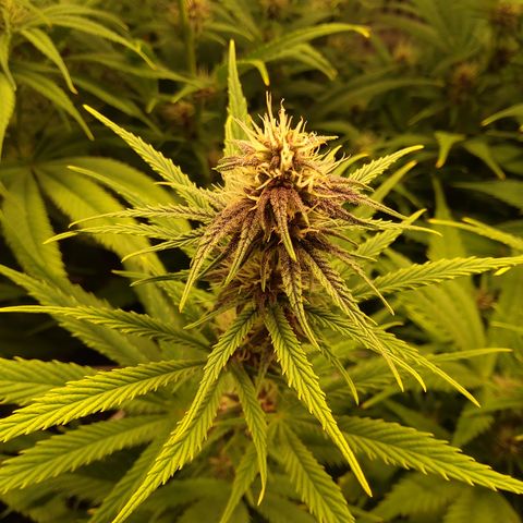 Royal Gorilla  growlog timeline photo