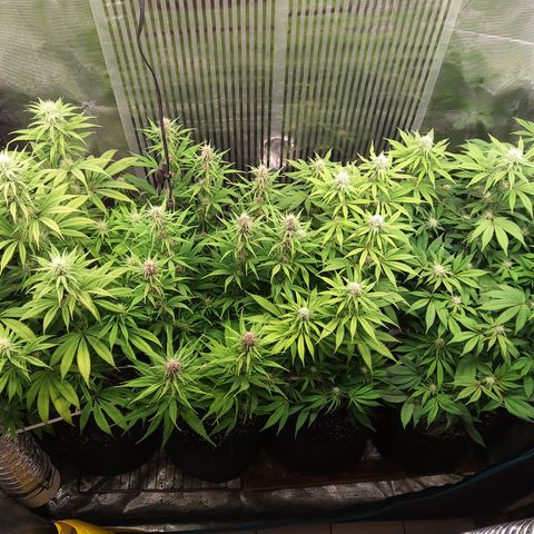 Royal Gorilla  growlog timeline photo
