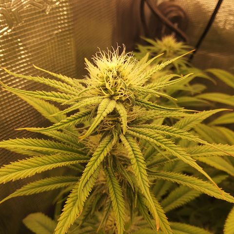 Royal Gorilla  growlog timeline photo