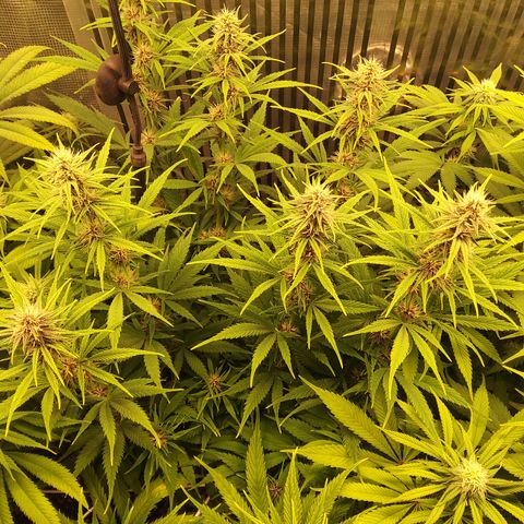 Royal Gorilla  growlog timeline photo