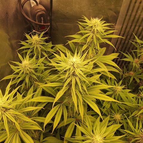 Royal Gorilla  growlog timeline photo