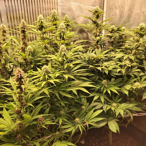 Royal Gorilla  growlog timeline photo