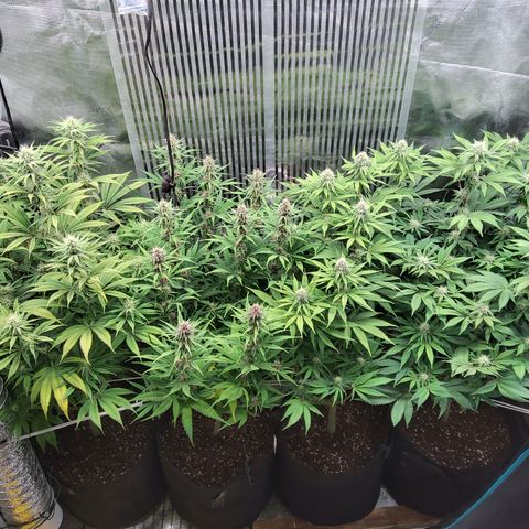 Royal Gorilla  growlog timeline photo