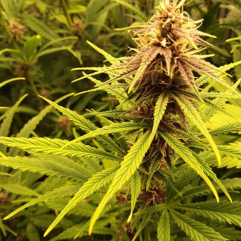 Royal Gorilla  growlog timeline photo