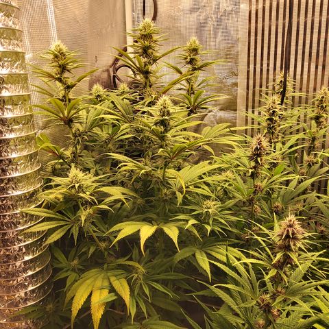 Royal Gorilla  growlog timeline photo