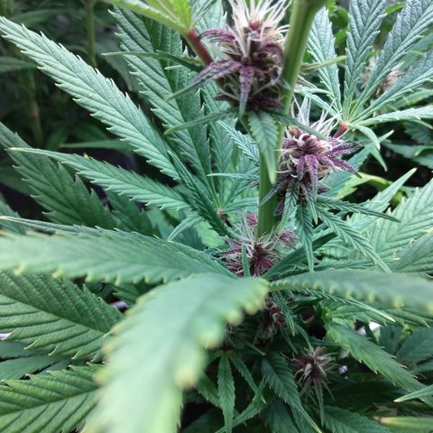 Royal Gorilla  growlog timeline photo