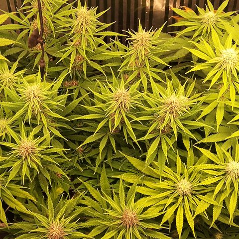 Royal Gorilla  growlog timeline photo