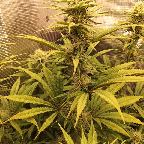 Royal Gorilla  growlog timeline photo