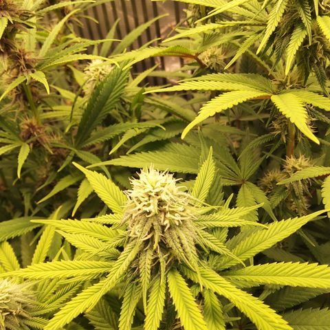 Royal Gorilla  growlog timeline photo