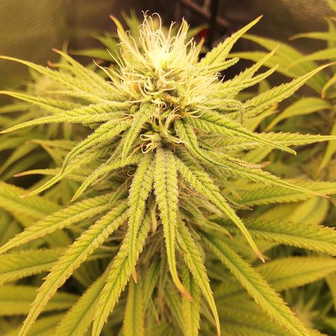 Royal Gorilla  growlog timeline photo