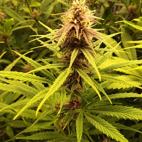Royal Gorilla  growlog timeline photo