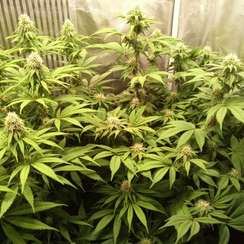 Royal Gorilla  growlog timeline photo