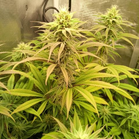 Royal Gorilla  growlog timeline photo