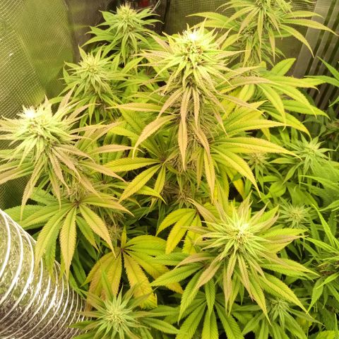 Royal Gorilla  growlog timeline photo