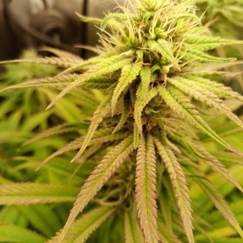 Royal Gorilla  growlog timeline photo