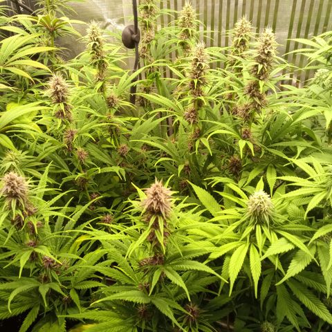 Royal Gorilla  growlog timeline photo