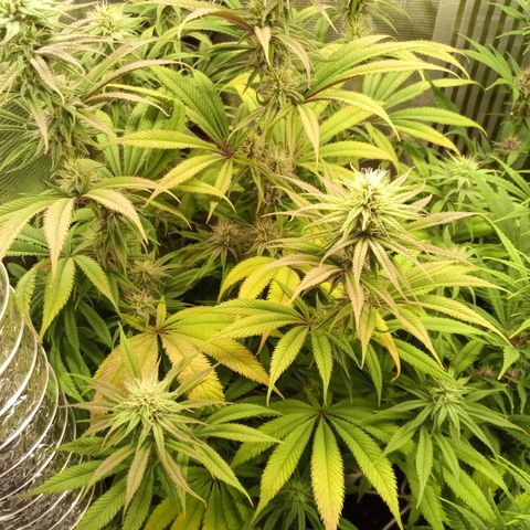 Royal Gorilla  growlog timeline photo