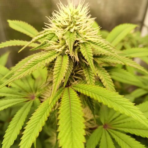 Royal Gorilla  growlog timeline photo