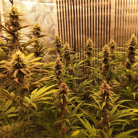 Royal Gorilla  growlog timeline photo