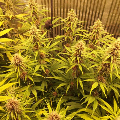 Royal Gorilla  growlog timeline photo
