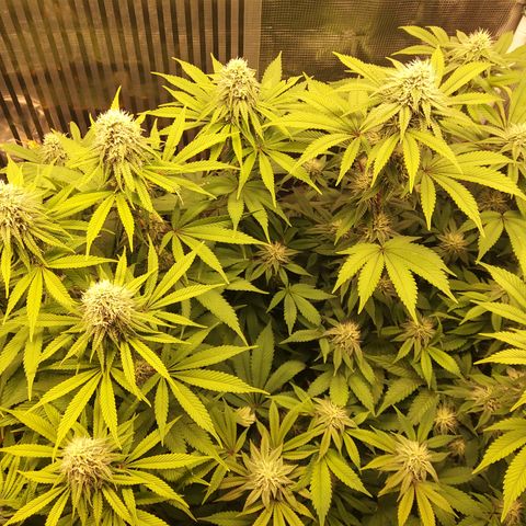 Royal Gorilla  growlog timeline photo