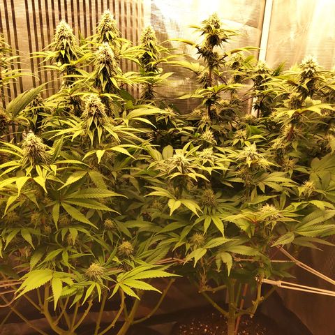 Royal Gorilla  growlog timeline photo