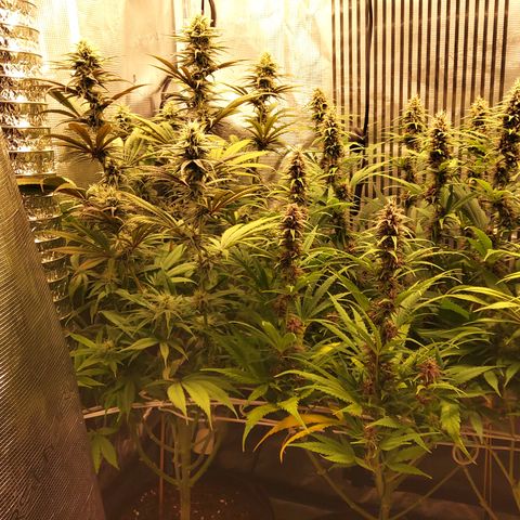 Royal Gorilla  growlog timeline photo