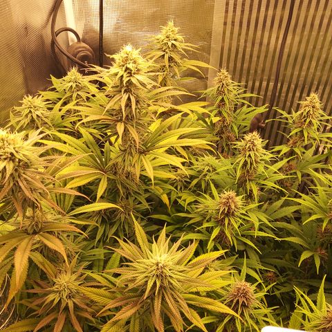 Royal Gorilla  growlog timeline photo
