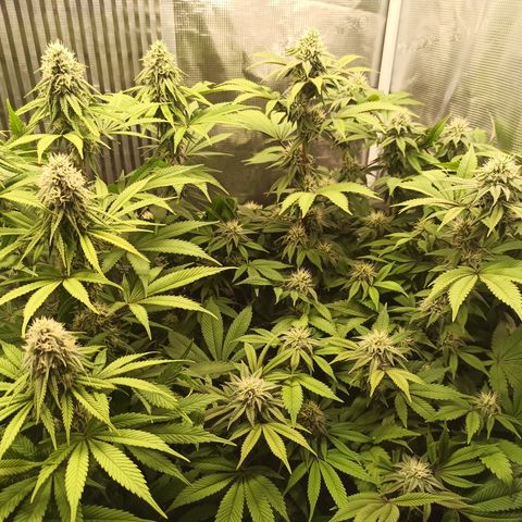Royal Gorilla  growlog timeline photo
