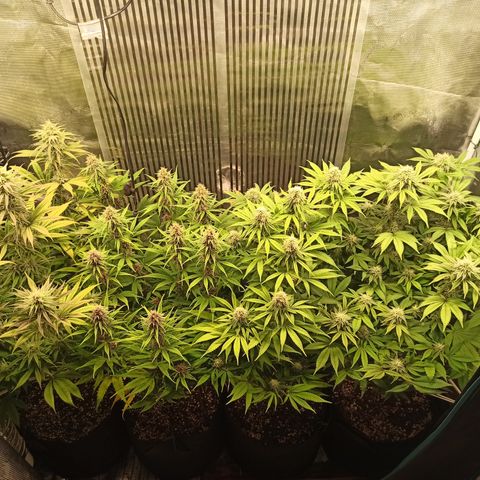 Royal Gorilla  growlog timeline photo