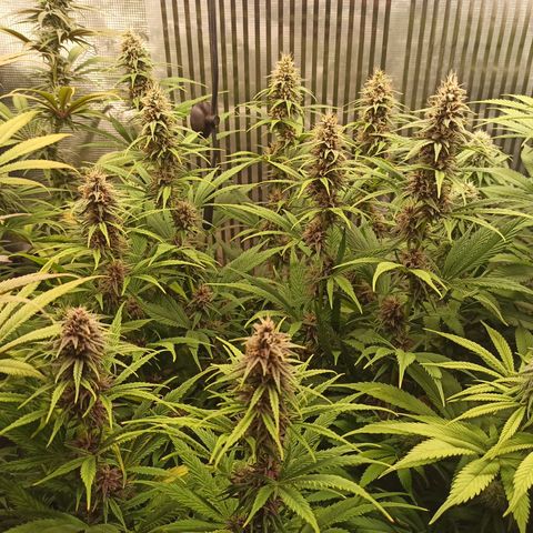 Royal Gorilla  growlog timeline photo