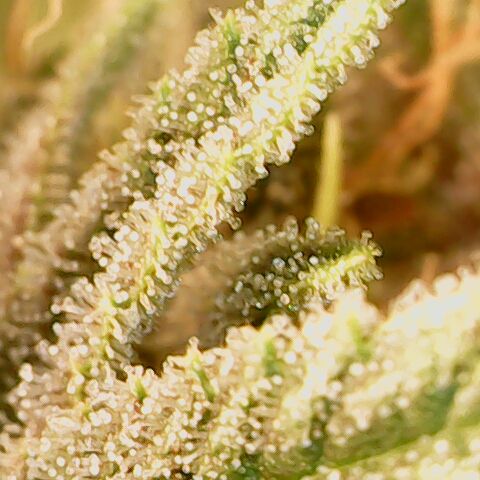 Royal Gorilla  growlog timeline photo