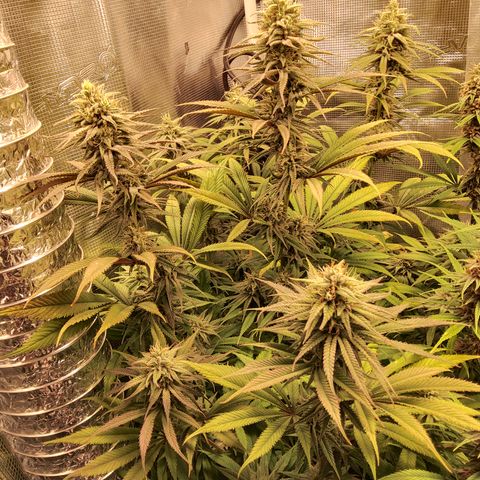 Royal Gorilla  growlog timeline photo