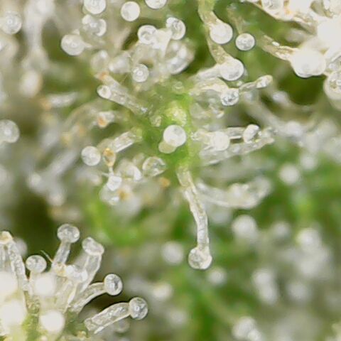 Royal Gorilla  growlog timeline photo