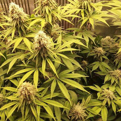 Royal Gorilla  growlog timeline photo