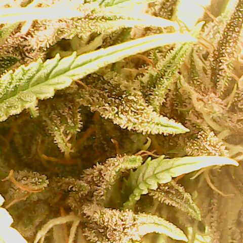 Royal Gorilla  growlog timeline photo