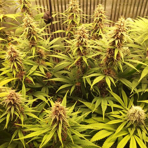 Royal Gorilla  growlog timeline photo